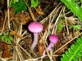 Coloridos hongos gozan de la lluvia permanente