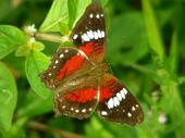 Otra de las tantas mariposas del parque do Ibirapuera