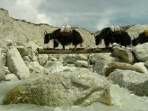 Yaks cruruzando el rio, y como se ve, normalmente los yak van menos cargados que los porteadores