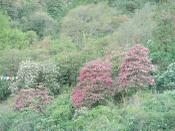 Rododendros en flor